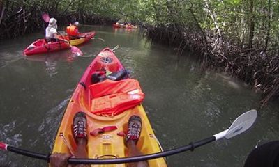 Langkawi Mangrove Kayaking Experience with Lunch