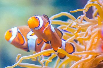 Vancouver Aquarium Admission Ticket