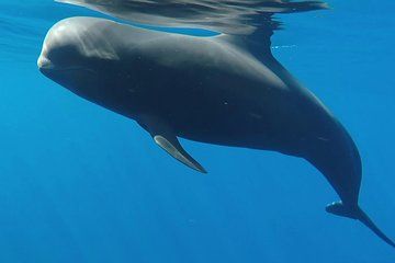 Private Charter On Our Luxury Catamaran