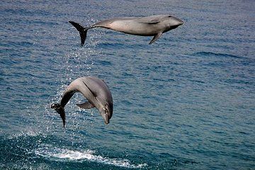 Dumaguete Dolphin Watching & Manjuyod Sandbar