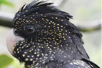 Birdworld Kuranda Entry Ticket