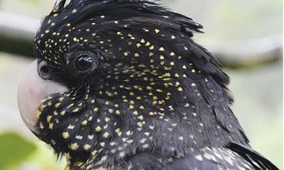 Birdworld Kuranda Entry Ticket