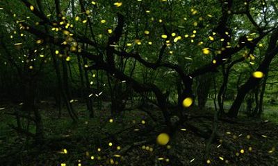 Firefly Sanctuary