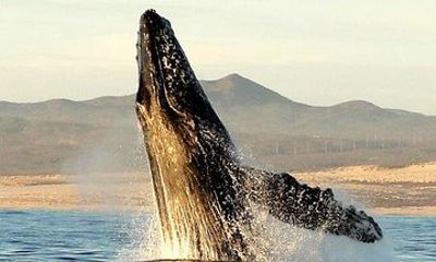 Gray Whale Watching Tour at Lopez Mateos
