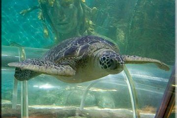 SEA LIFE Great Yarmouth General Admission