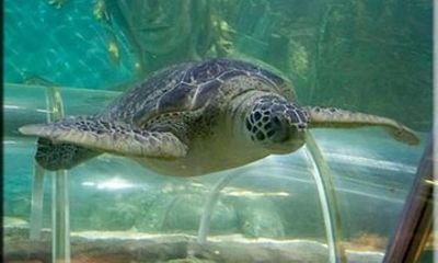 SEA LIFE Great Yarmouth General Admission