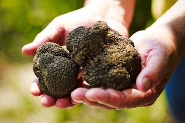 Istria: Truffle Hunting, Slovenia