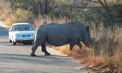 Kruger Park Safari: Guided Day Tour from Nelspruit
