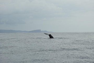 Whale Watching + Island Goats / Water4fun