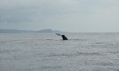 Whale Watching + Island Goats / Water4fun