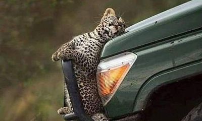 Private Tour to Yala National Park