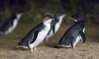 Private Tour: Phillip Island, Penguin Parade and Moonlit Sanctuary Conservation Park from Melbourne