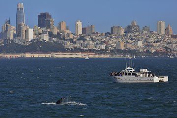 San Francisco Golden Gate Whale Watching Tour