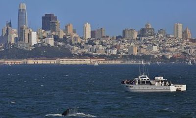 Golden Gate Whale Watch