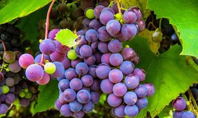 Private Wine Tour Amador County Wine Tasting Tours