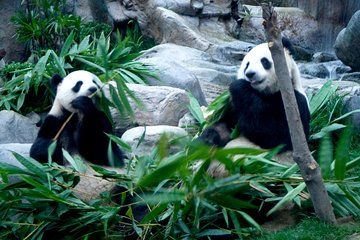 Hong Kong's Honorary Panda Keeper