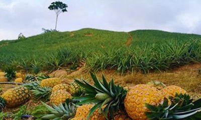 Private Tour - Citrus/Pineapple Tour (Cultivations)