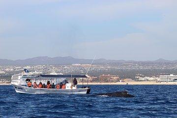 Whale Watching Shared Tour