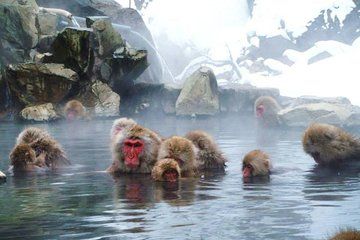 Snow Monkey in "Jigokudani Yaen-koen" & Obuse Town