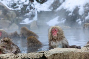 Snow Monkey in "Jigokudani Yaen-koen" & Obuse Town