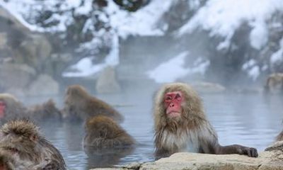 Snow Monkey in "Jigokudani Yaen-koen" & Obuse Town