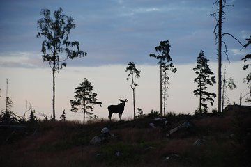 Moose safari in the wild Sweden Tiveden