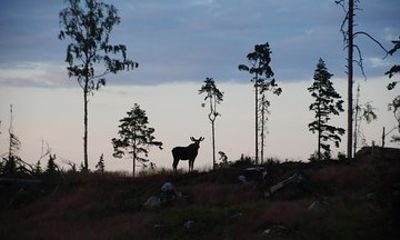 Moose safari in the wild Sweden Tiveden