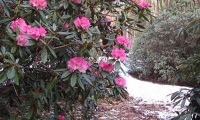 Skip-the-Line: Botanic Garden Entry Ticket