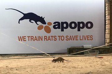 Private War Museum, Killing Field and Apopo Visitor Center Tour