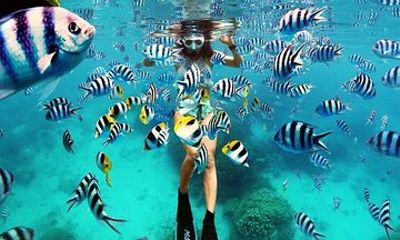 Bunaken Island 3 Point Snorkeling, with Lunch, and transfer.
