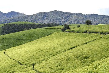 Muramvya: Kibira National Park – Tea plantations