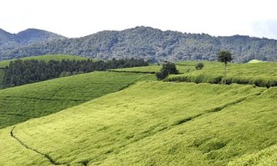 Muramvya: Kibira National Park – Tea plantations