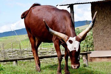 Day Trip to Heha Mount Hiking- Traditional houses- Cattle in traditional Burundi
