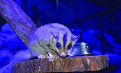 Kuranda Koala Gardens and Birdworld Admission Tickets