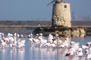 Morning Salt Mills Tour