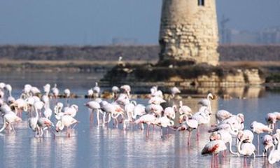 Morning Salt Mills Tour