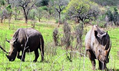 2 Days Safari Tour