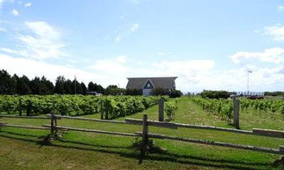 Central PEI Winery, Apiary and Mead Tasting Tour