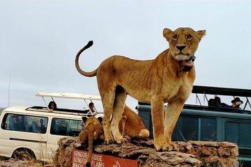 Nairobi National Park,Baby Elephant Orphanage&Giraffe Center Tour