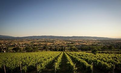Organic Winery tour with Full Lunch from Assisi