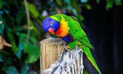 Singpore Bird Paradise Ticket and Optional Attraction or Lunch