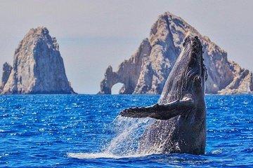 Hear the whales as you see them! True world class whale watching!