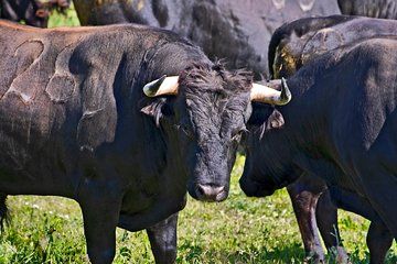 Tour between Bulls in Lezíria