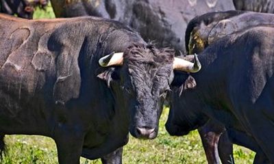 Tour between Bulls in Lezíria