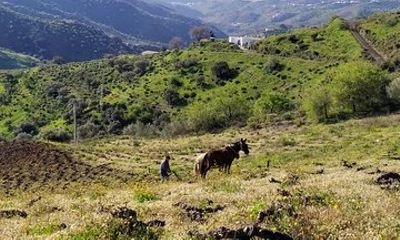 Axarquia VIP Wine Tour with Gourmet Winery Lunch Experience