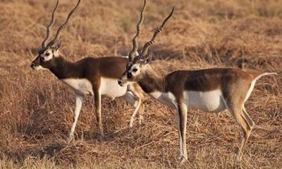 Blackbuck Safari from Rajkot