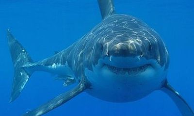 Day Diving in Hurghada by Boat