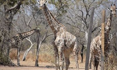 Into the Wild - Yankari Game Reserve