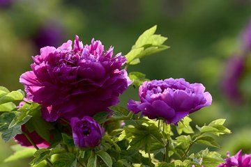 Private One-Way Transfer from Kaifeng to Luoyang