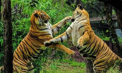 Private One Way Transfer From Pushkar To Ranthambore In AC Vehicle